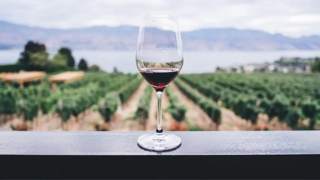 Wine Tasting in Cape Town_ The Best Wineries You Can't Miss 