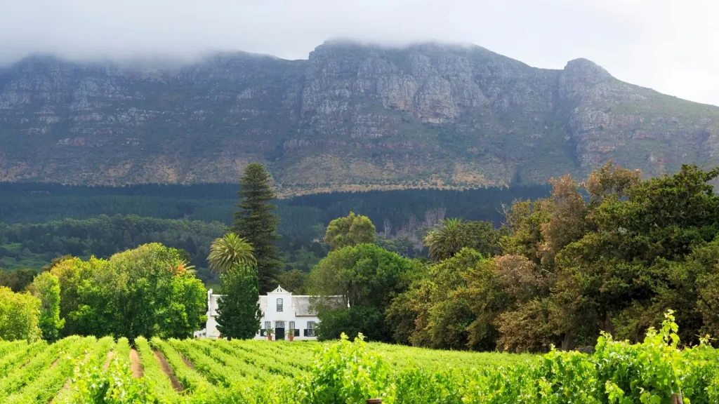 Exploring Stellenbosch: A Wine Tasting Paradise Near Cape Town