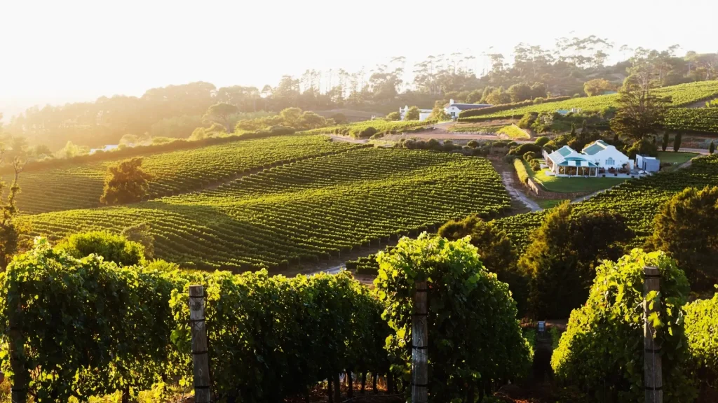 Constantia Wine Tasting: A Blend of History and World-Class Wines