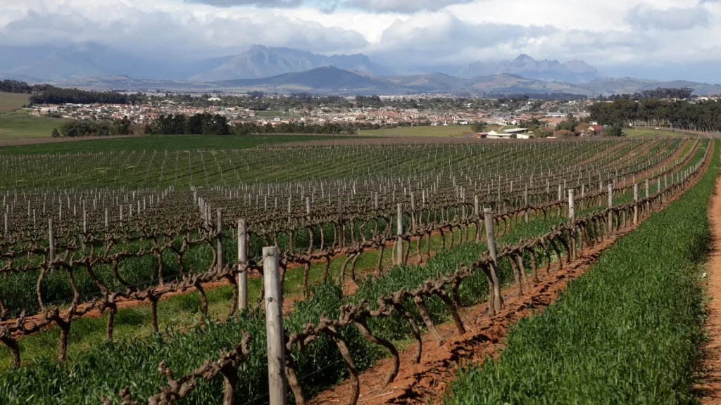 Wine Tasting in Durbanville: Hidden Gems and Top Wineries